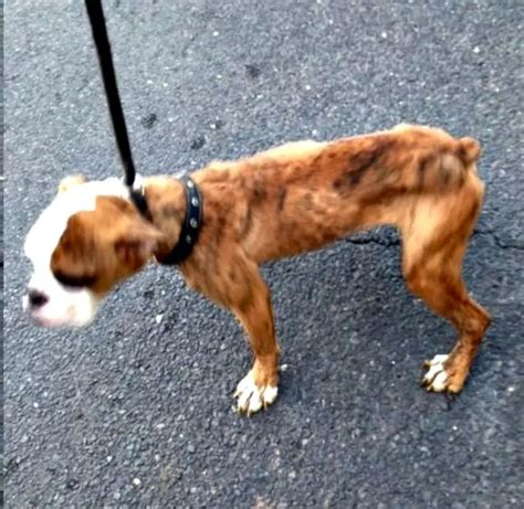 Inside Look At North Jersey Dungeon Where 20 Starving Dogs Were Rescued