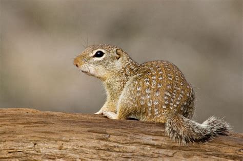 Mexican Ground Squirrel (Spermophilus mexicanus)