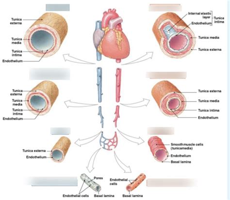 Blood Vessel Anatomy Diagram Quizlet