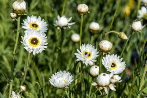 Paper Daisy Pierrot White Helipterum Sugar Creek Gardens