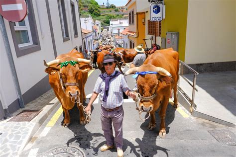 Feria De Ganado Y Fiesta Del Huevo Duro De Valleseco La Provincia