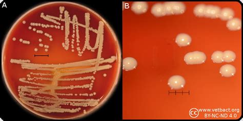 Staphylococcus Morphology