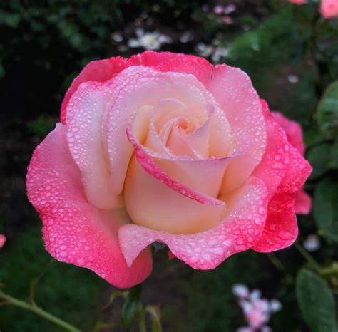 Raindrops On Roses At The Rose Garden This Morning R Portland