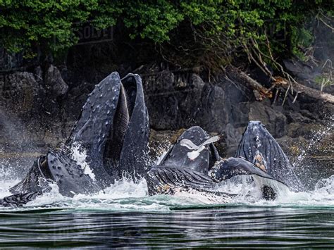 Open Mouths Feeding Humpback Whales Megaptera Novaeangliae In