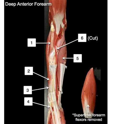 Deep Anterior Forearm Diagram Quizlet