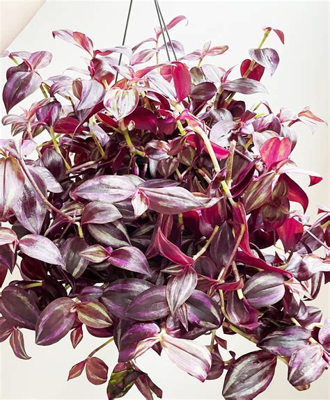 Tradescantia Zebrina Purpusii Kekke Stekkies