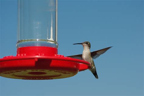 Hummingbird Migration In Indiana Rove Me