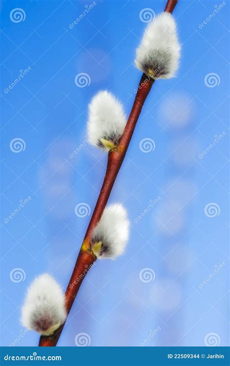 Catkin stock photo. Image of season, white, beauty, decoration - 22509344