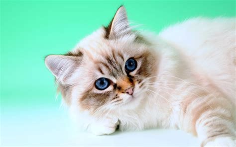 2k Free Download Birman Cat Fluffy Cat Cute Animals Muzzle Cats