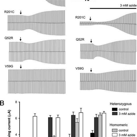 Effects Of Mutations On Whole Cell KATP Currents A Whole Cell