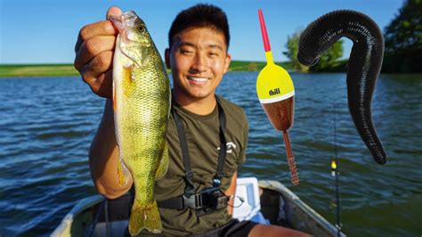 Catching Jumbo Perch On Live Leeches Youtube