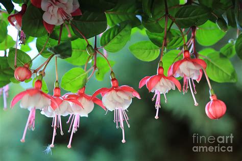 White Fuchsia Photograph By Carol Groenen Fine Art America