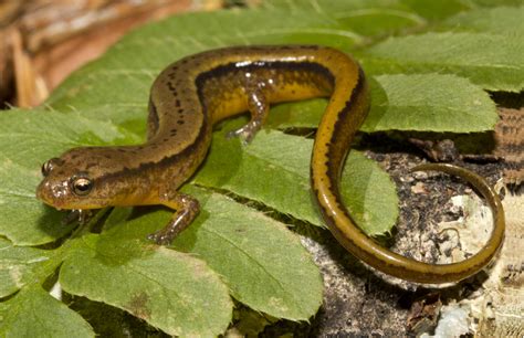 Two Lined Salamander