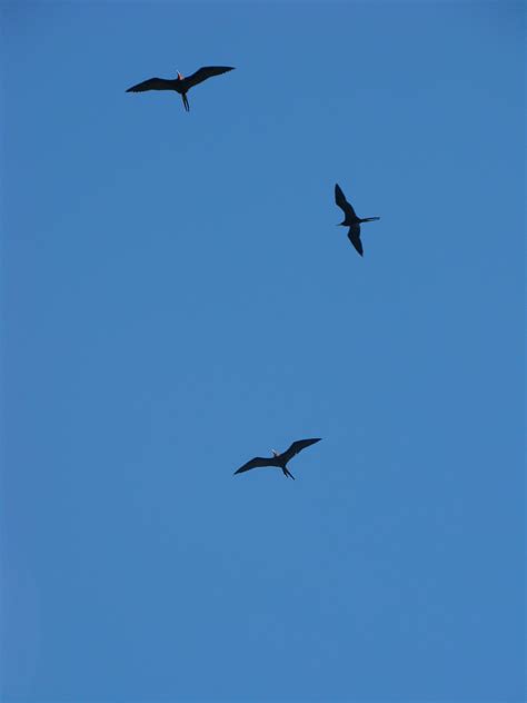 Free Images Nature Wing Flock Flight Blue Sky Birds Vertebrate