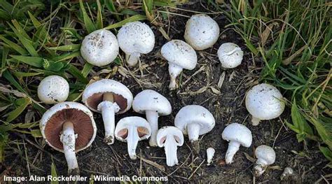 17 Types Of Lawn Mushrooms With Pictures Identification Guide