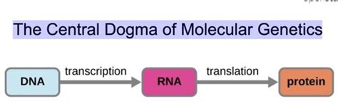 Microbiology Chp Mechanisms Of Microbial Genetics Autumn