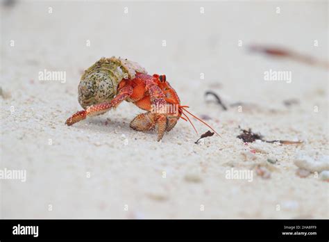 Coenobita Perlatus A Species Of Terrestrial Hermit Crab Known As