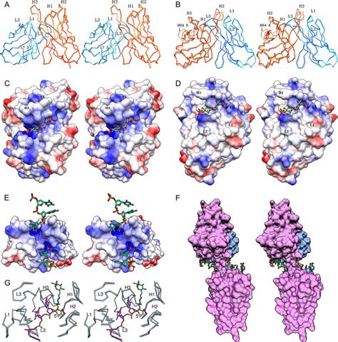 Stereo View Of Fv Structure Alignments Between Liganded And Unliganded Download Scientific