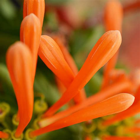 Orange Trumpet Vine Potplantheavenperth