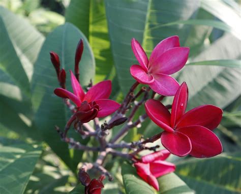 Plumeria Rose Nature Photos Free Photo On Pixabay Pixabay