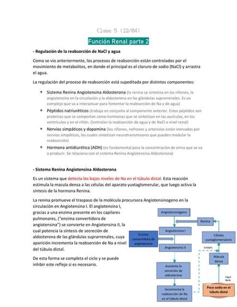 Fisiología Clase 5 Función renal parte 2 Valentina Sepúlveda Vida