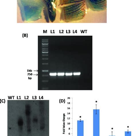 Confirmation Of Transgenic Lines A Gus Staining Test Of Putative