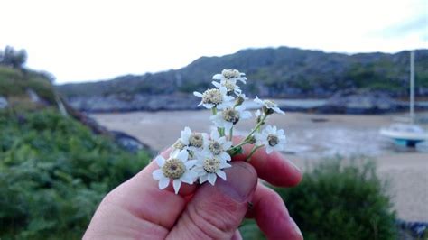 Sneezewort In Hand Galloway Wild Foods