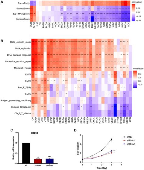 Cdk As A Potential Prognostic Biomarker Correlated With An