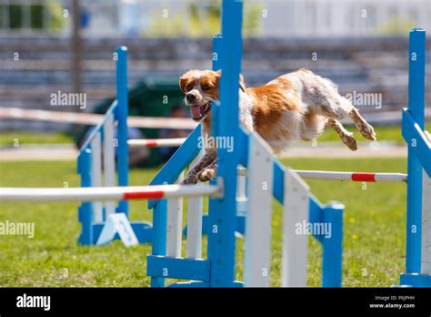 Brittany Dog Jumping Over Hurdle In Agility Competition Stock Photo Alamy