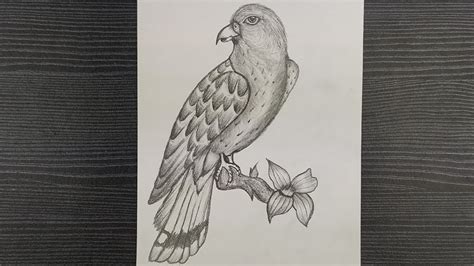 How To Draw A Bird How To Draw A Realistic Bird With Pencil Step