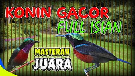 MASTERAN KONIN GACOR FULL ISIAN JUARA KOLIBRI NINJA YouTube