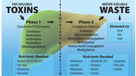 The Liver Hormone Connection