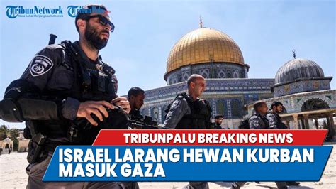 Tribunpalu Breakingnews Israel Larang Hewan Kurban Masuk Gaza Youtube