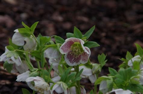 Helleborus Orientalis Spotted Hybrids Kerstroos De Tuinen Van Appeltern