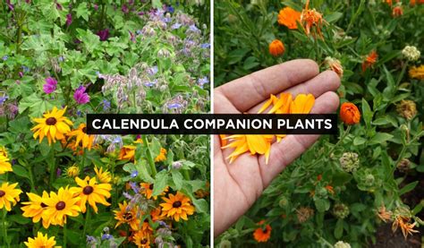 Calendula Companion Plants The Complete List Thegrow