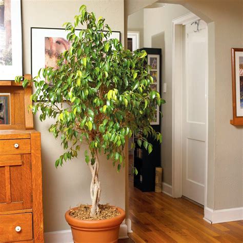 15 Best Indoor Trees For Turning Your Home Into A Serene Oasis Large