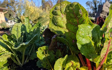 Starting A Vegetable Garden In Southern California Greg Alders Yard Posts Food Gardening In