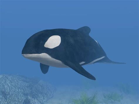 Do Orcas Attack Humans? Learn How to Stay Safe and Avoid Conflicts with ...