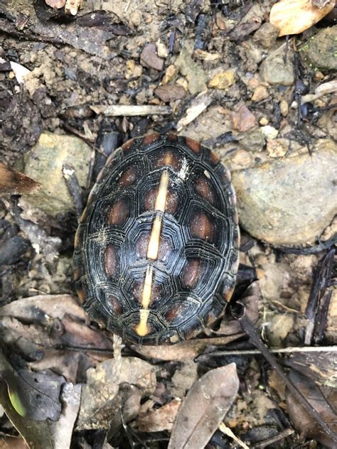 Ryukyu Yellow Margined Box Turtle In March By Midori Yaroo