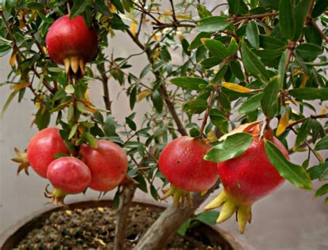 Thailand Anaar Live Plant Pomegranates Plant For Pot