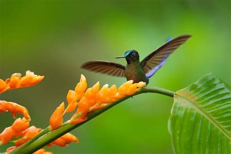 Colibrí De Cola Larga Sylph 2024