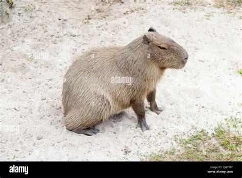 A Capybara Enjoys The Outside Summer Sun At The Cape May Zoo Stock
