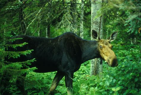 Habitat Of Moose Deals