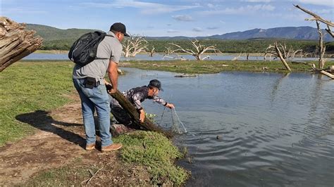 Muchas Tilapias Y Bagres En Este Hermoso Lago Salieron YouTube