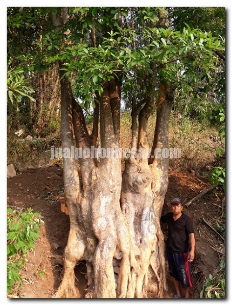 Pohon Pule Jual Pohon Besar Dan Langka Murah Garansi Hidup Tahun