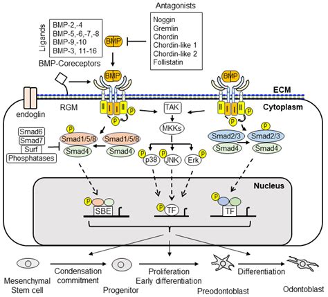 Cells Free Full Text BMP Signaling Pathway In Dentin Development