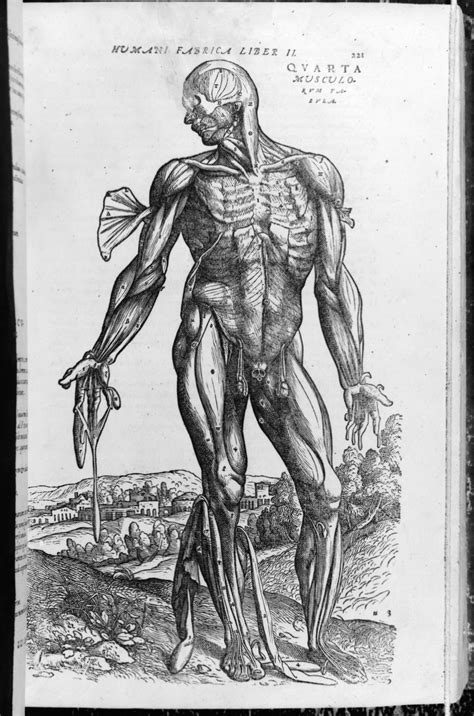 Andreas Vesalius De Humani Corporis Fabrica Of The Structure Of The