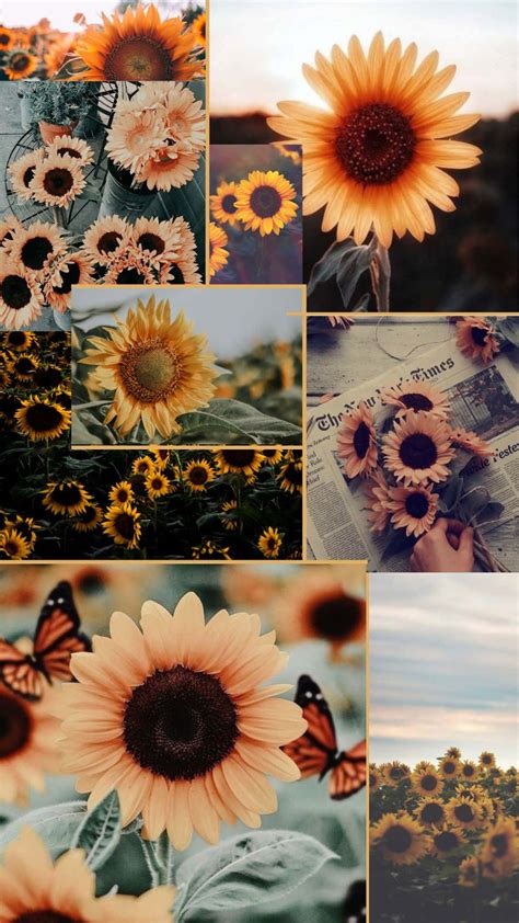 Aesthetic Sunflower Wallpaper Collage Outlet Here Th