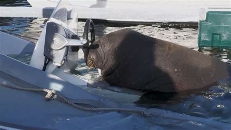 Meet Freya The Walrus Who Rose To Fame While Sinking Boats In Norway