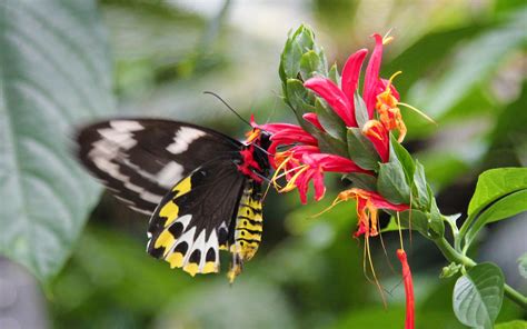 Niagara Parks Butterfly Conservatory Photos To Inspire A Visit I Ve